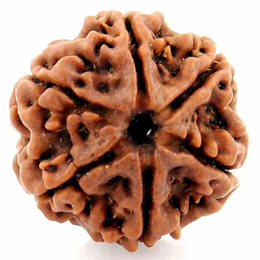6 Mukhi Rudraksha For Unisex