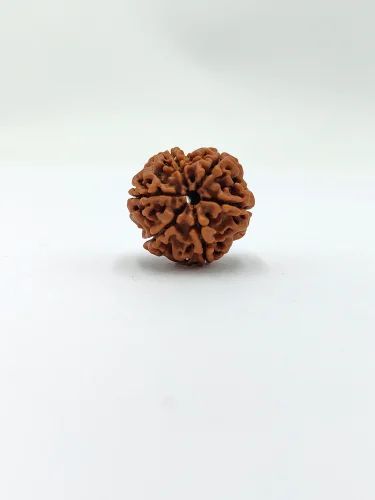 6 Mukhi Rudraksha For Unisex
