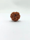 6 Mukhi Rudraksha For Unisex