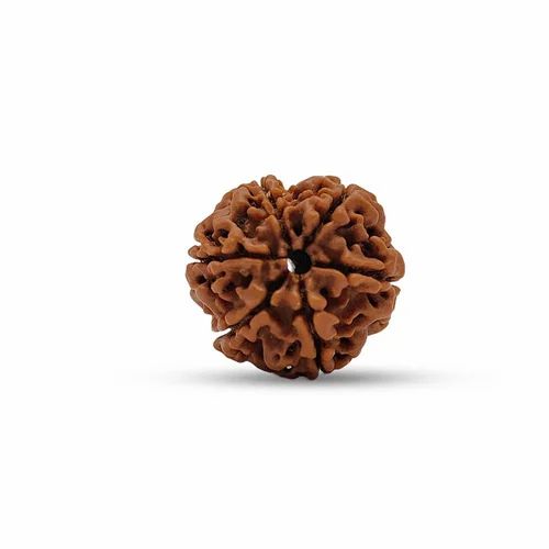 6 Mukhi Rudraksha For Unisex