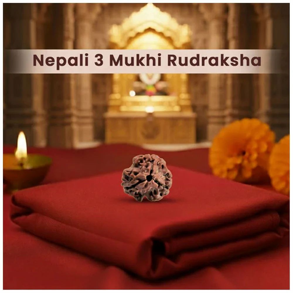 3 Mukhi Nepali Rudraksha For Unisex