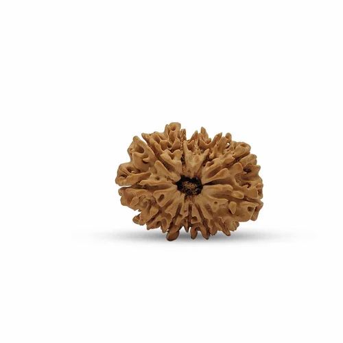 12 Mukhi Rudraksha For Unisex