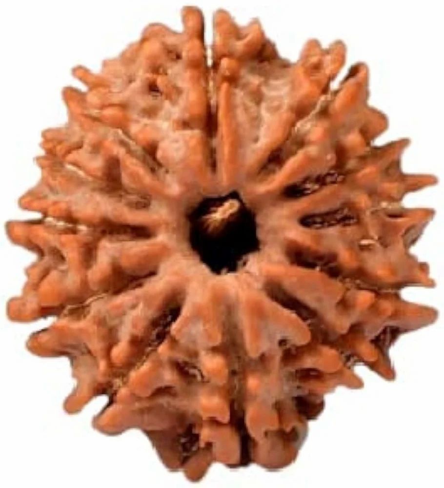 12 Mukhi Rudraksha For Unisex