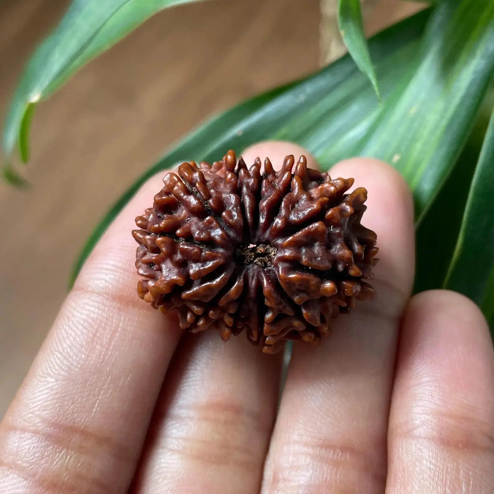 12 Mukhi Rudraksha For Unisex