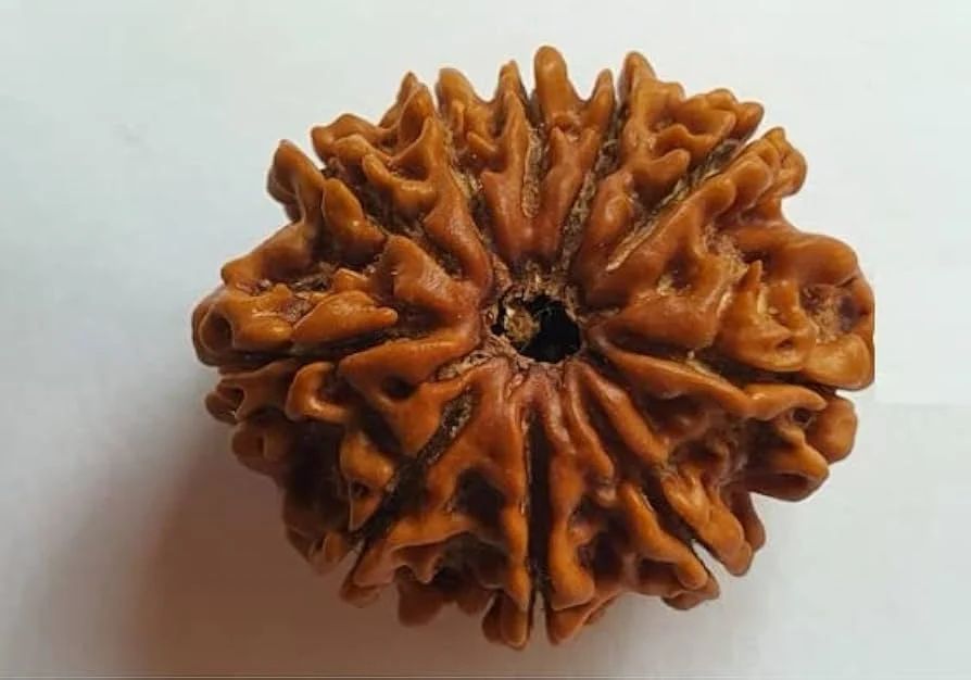 9 Mukhi Rudraksha Bead For Unisex