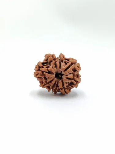 9 Mukhi Rudraksha Bead For Unisex