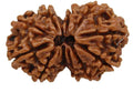Nepali Gauri Shankar Rudraksha For Unisex