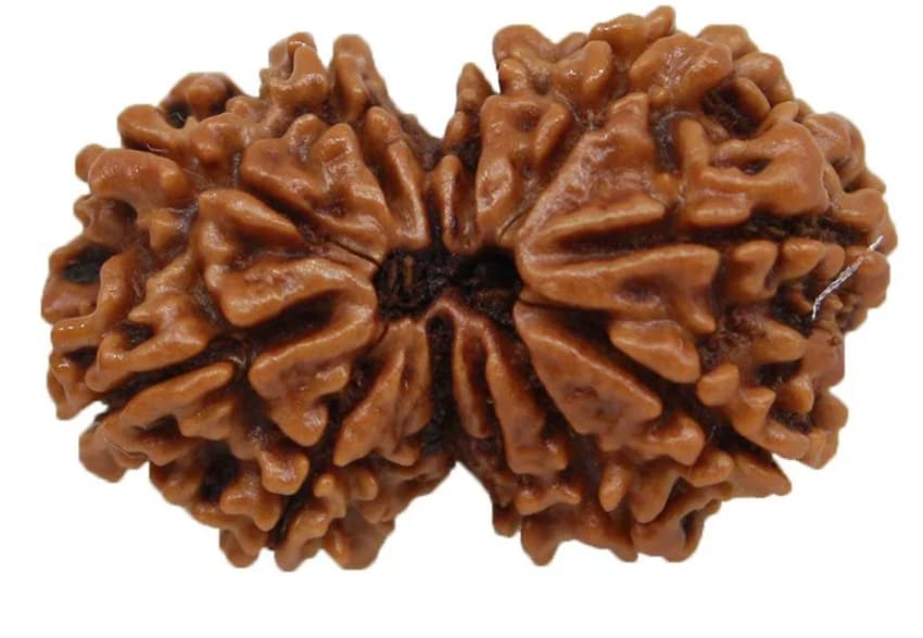Nepali Gauri Shankar Rudraksha For Unisex