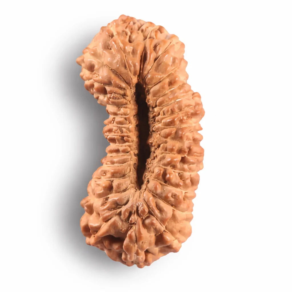 27 Mukhi Nepali Rudraksha (Govt. Lab Certified)