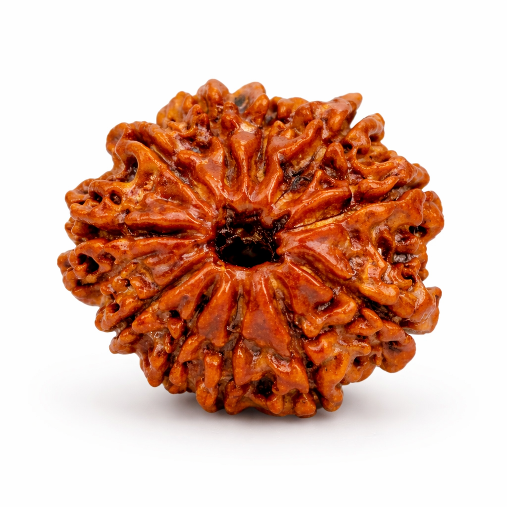 11 Mukhi Nepali Rudraksha (Govt. Lab Certified)