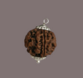 5 Mukhi Rudraksha Beads With Capping For Unisex