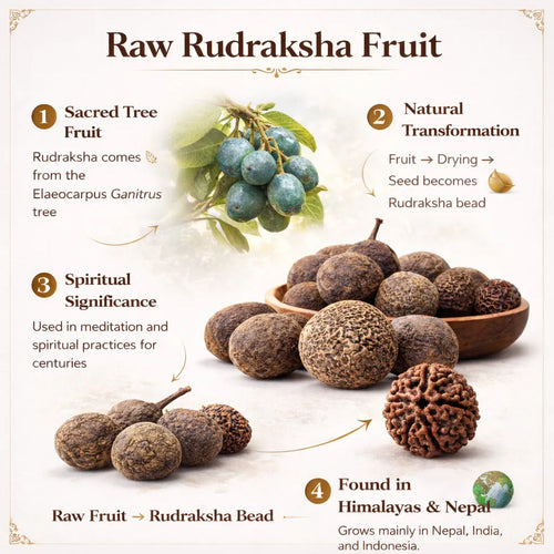 5 Mystery Rudraksha - Rudraksha Fruit - Scratch & Reveal Your Sacred Rudraksha